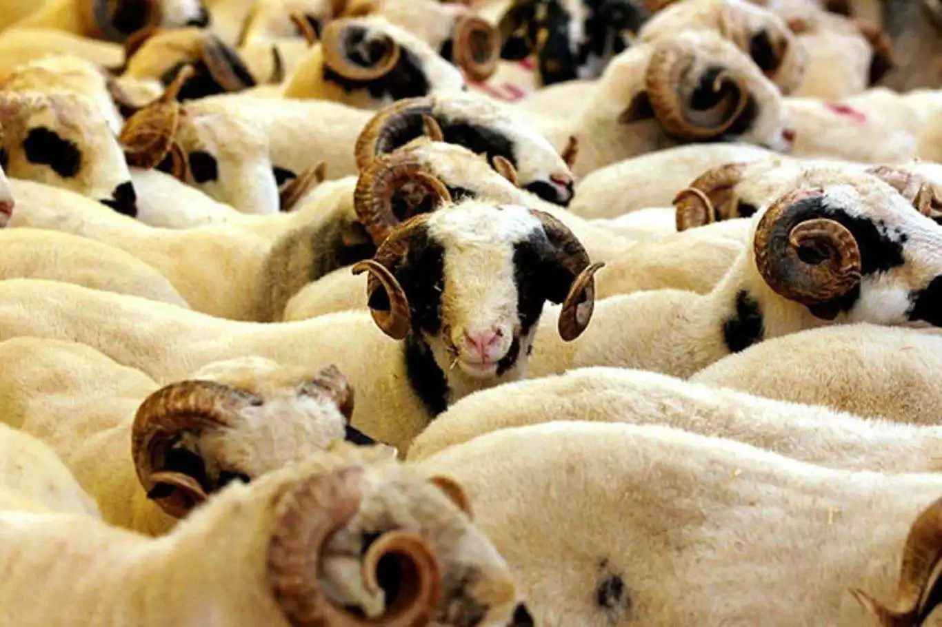 Kurban keserken yaşanan kazalar sebebiyle 29 bin kişi tedavi gördü